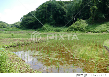 田植え 田植え 16722723