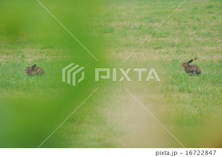 2羽のエゾユキウサギ 16722847