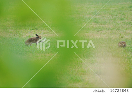 2羽のエゾユキウサギ 16722848