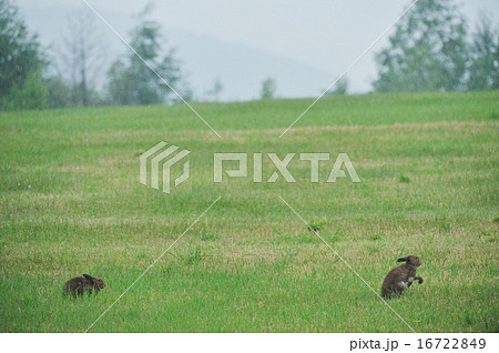 夏毛のユキウサギ 16722849