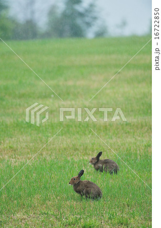 ユキウサギ 16722850