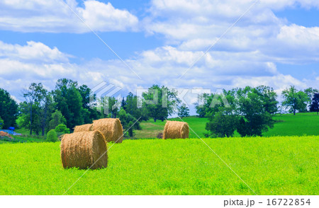 Round hay bales on the green field 16722854
