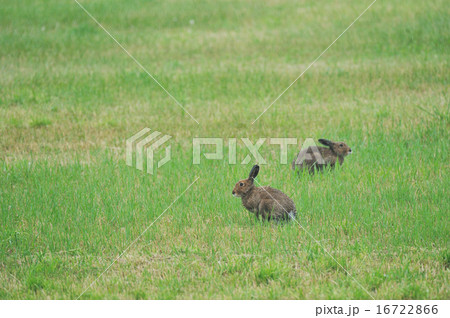 夏のユキウサギの写真素材