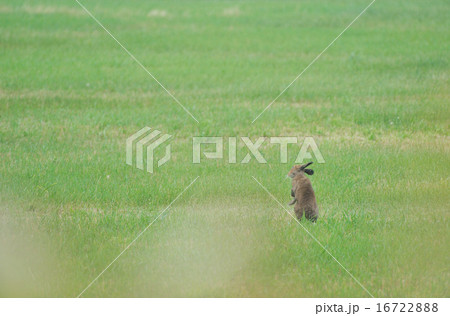 夏毛のウサギ 16722888