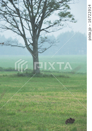 エゾユキウサギと一本の樹 16722914