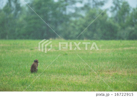 雨の中のユキウサギ 16722915