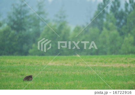 雨降りの草原に野生のユキウサギ 16722916