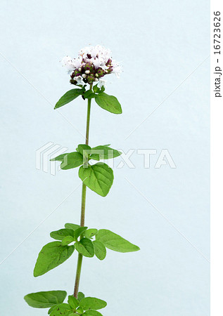 オレガノの花 16723626