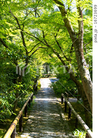 新緑の光悦寺 16723699