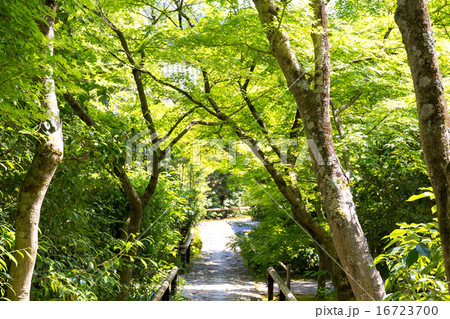 新緑の光悦寺 16723700