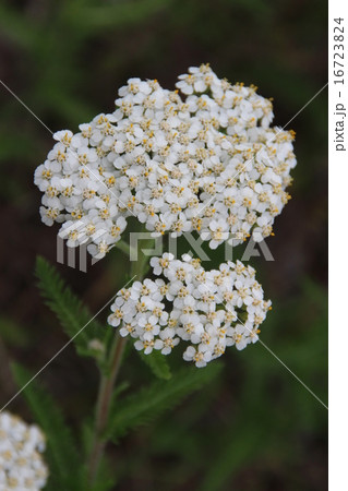北海道の山野草 セイヨウノコギリソウの写真素材