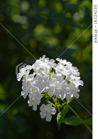 オイランソウ（花魁草） 16724230