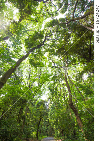 新緑と大木 新緑と大木 16724247