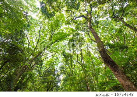 新緑と大木 新緑と大木 16724248
