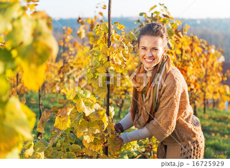 Portrait of happy young woman in vineyard caring for bushes 16725929