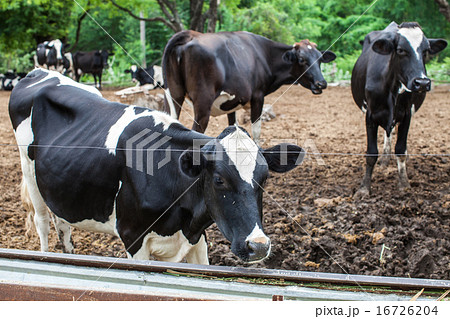 herd of milk cow on the farm herd of milk cow on the farm 16726204