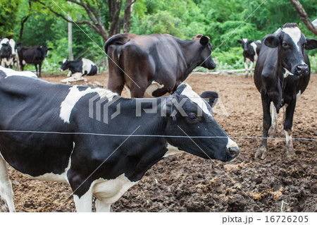 herd of milk cow on the farm 16726205