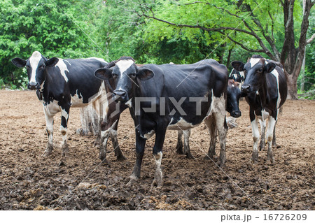 herd of milk cow on the farm herd of milk cow on the farm 16726209