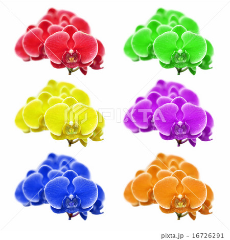 exotic color orchid flower on white background exotic color orchid flower on white background 16726291