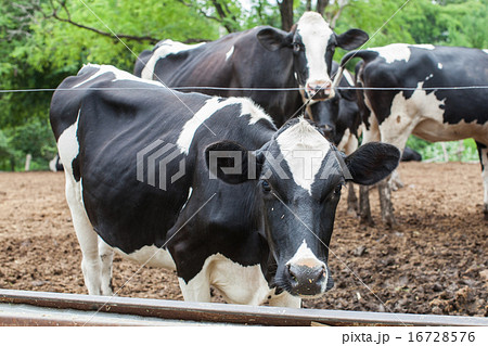 herd of milk cow on the farm 16728576