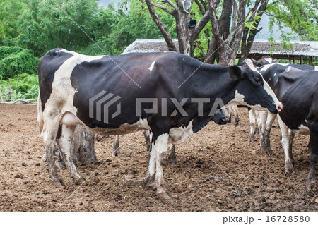 herd of milk cow on the farm herd of milk cow on the farm 16728580