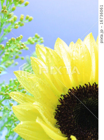 夏の花 16736061