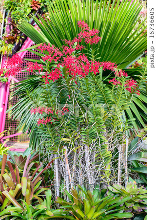 Red orchid flower in garden Red orchid flower in garden 16736605