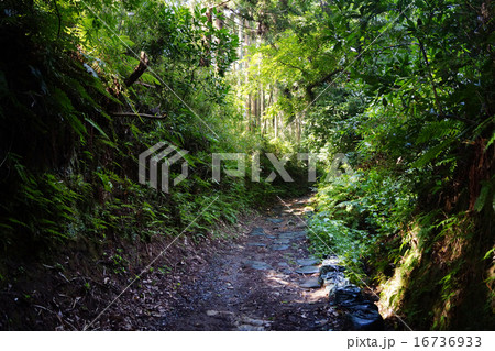 朝比奈切通し 16736933