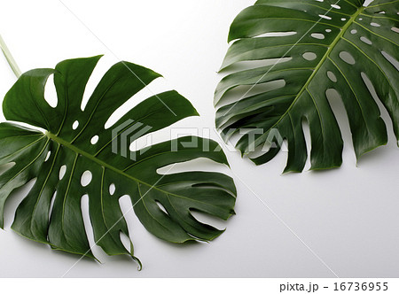 モンステラ モンステラ 16736955