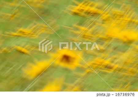 ハルシャギク 16736976