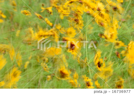 ハルシャギク 16736977