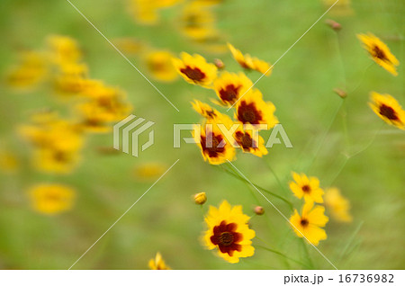 ハルシャギク 16736982