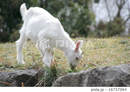 やぎ やぎ 16737064