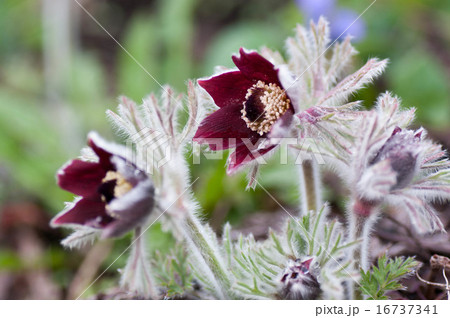 オキナグサ 16737341