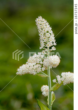 コバイケソウ コバイケソウ 16737345