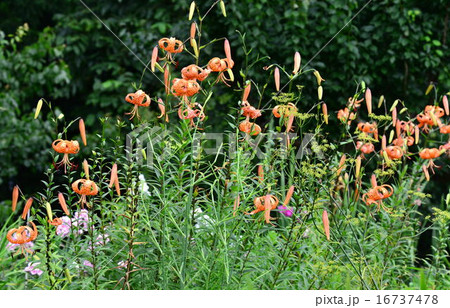 オニユリ 16737478