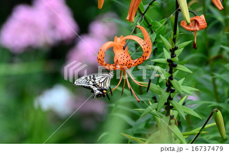 オニユリ 16737479