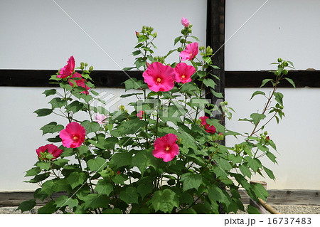天龍寺の芙蓉 天龍寺の芙蓉 16737483