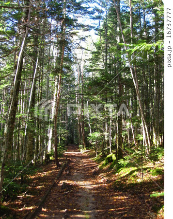 八ヶ岳 登山道 八ヶ岳 登山道 16737777