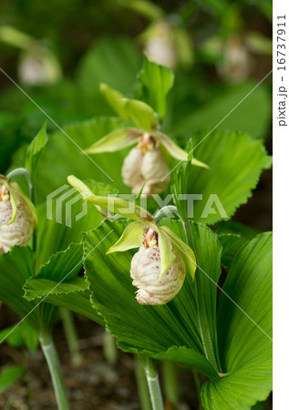 クマガイソウ 16737911