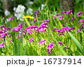 サクラソウ 16737914