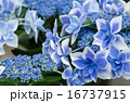 アジサイ 16737915