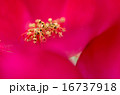 バラの花 16737918