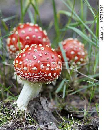 amanita muscaria 16737956