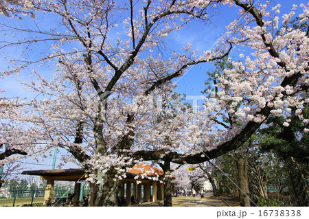 羽根木公園の桜 16738338