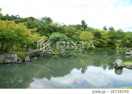 天龍寺の庭園 天龍寺の庭園 16738340