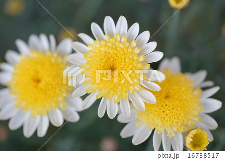 かわいい 花 マーガレット Margueriteの写真素材