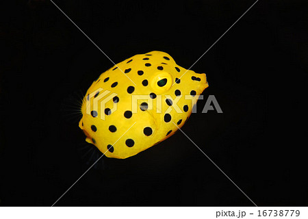 ミナミハコフグの幼魚 ミナミハコフグの幼魚 16738779