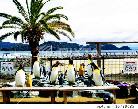 長崎ペンギン水族館 長崎ペンギン水族館 16739035