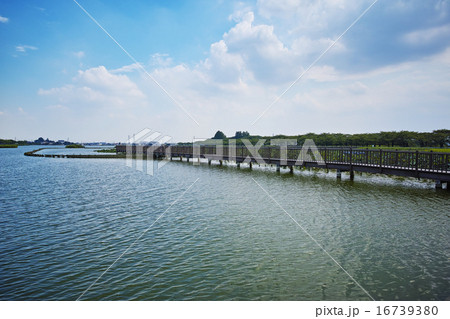 夏空の伊佐沼　水辺再生事業 16739380